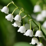 un-muguet-de-bonne-qualite-pour-ce-1er-mai