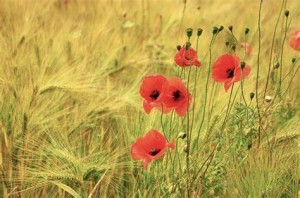 coquelicots