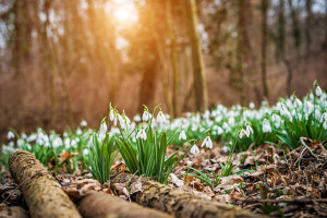 Snowdrops flowering with autumn leaves on the soil