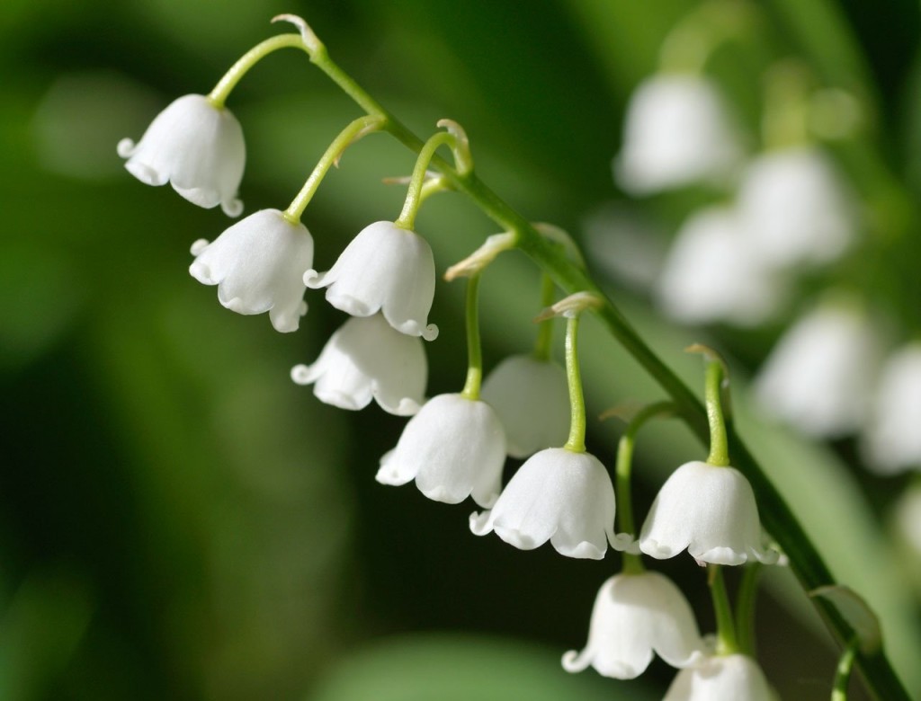 un-muguet-de-bonne-qualite-pour-ce-1er-mai